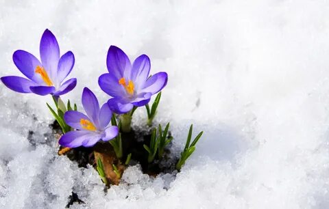 Обои фиолетовый, макро, снег, цветы, весна, крокусы, бутоны,