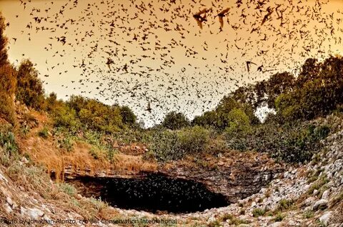 USFS RMRS в Твиттере: "It's #BatWeek! The National Genomics 