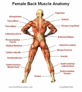 Muscles Muscle anatomy, Female back muscles, Muscle diagram