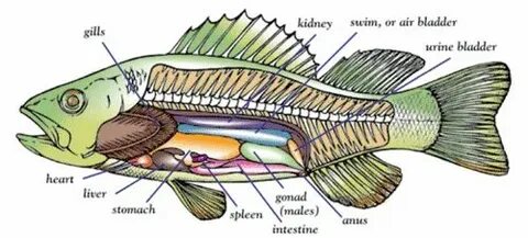 fish More Fish anatomy, Dissection, Biology