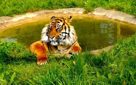 Тигры: xan_13 - ЖЖ