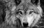 Black And White Wolves Wallpapers #Black #And #White #Wolves