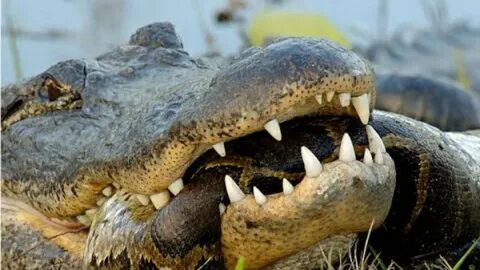 Anaconda Vs Crocodile - Python Vs Alligator - Python Vs Croc