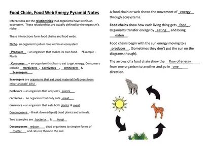 Food Chain And Web Worksheet Printable Worksheets and Activi