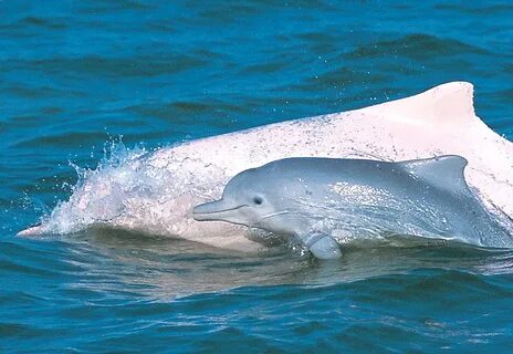 pair - Hong Kong Dolphin Conservation Society