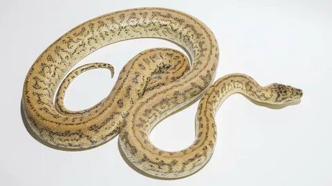Zebra Carpet Pythons - Morelia spilota cheynei