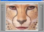 Screenshots of FantaMorph - Professional Image Morphing Soft