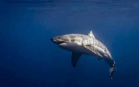 wowhdbackgrounds.com White sharks, Great white shark, Salt w