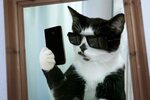 Приколы с котиками: Топ-6 кото-селфи про Животных Яндекс Дзе
