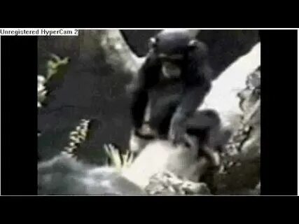Monkey sniffing his butt and fainting!!! - YouTube