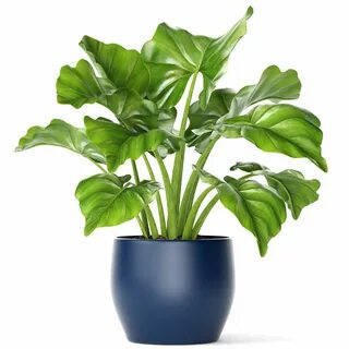 3d model of plant pot Plants, Potted plants, 3d model