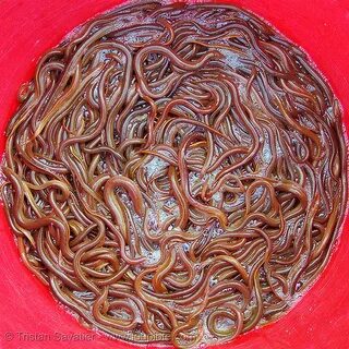 eel soup