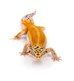 Pin by Саня Гей on Lizards & Frogs & Reptilians Leopard geck