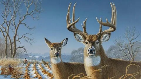 Deer 4k Ultra HD Wallpaper