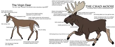 Virgin deer VS Chad moose
