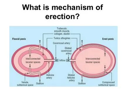 Problems with erection: causes, risk groups by Thomas Bird M