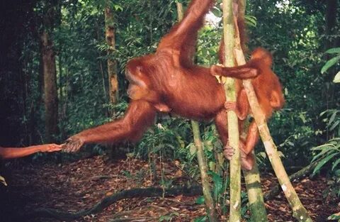 Орангутаны Борнео и Суматры: фотоотчет о путешествии декабрь