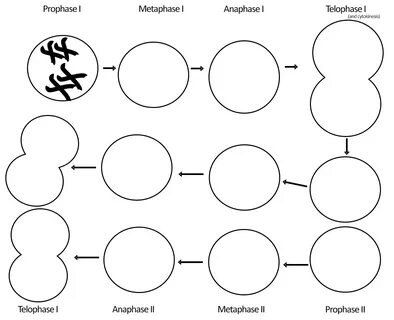 Meiosis Worksheet Answer Key Biology Corner / Mitosis Colori