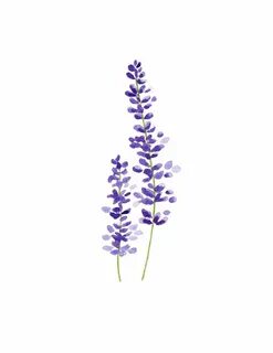 Lavendar Lavender tattoo, Flower drawing, Watercolor flowers