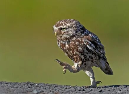 Животные. Без комментариев ФОТО НОВОСТИ Owl legs, Pet birds,