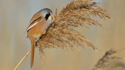 Download wallpaper background, bird, reed, bearded Tits, section animals in...