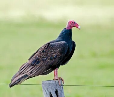 Файл:Cathartes aura -Bonito, Mato Grosso do Sul, Brazil-8.jp