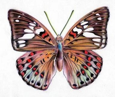 Pin by sevgi ülke on dekupaj desenler- objeler Butterfly dra