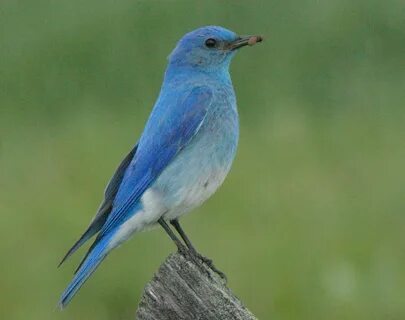 Birds of Madison County: Mountain Bluebirds of Madison Count