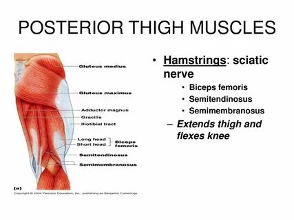 THE MUSCULAR SYSTEM. - ppt download