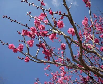 ARANOYAS: Plum Blossoms at Kai-raku-en