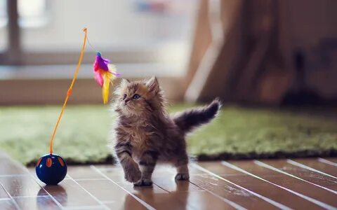 daisy cat ile ilgili görsel sonucu Best interactive cat toys