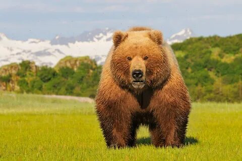 Alaska Wildlife Photo Tour Alaska brown bear photography tou