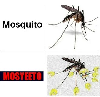 Mosquito / Mosyeeto Yeet Know Your Meme