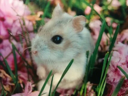 Hamster! Cute hamsters, Cute small animals, Funny hamsters