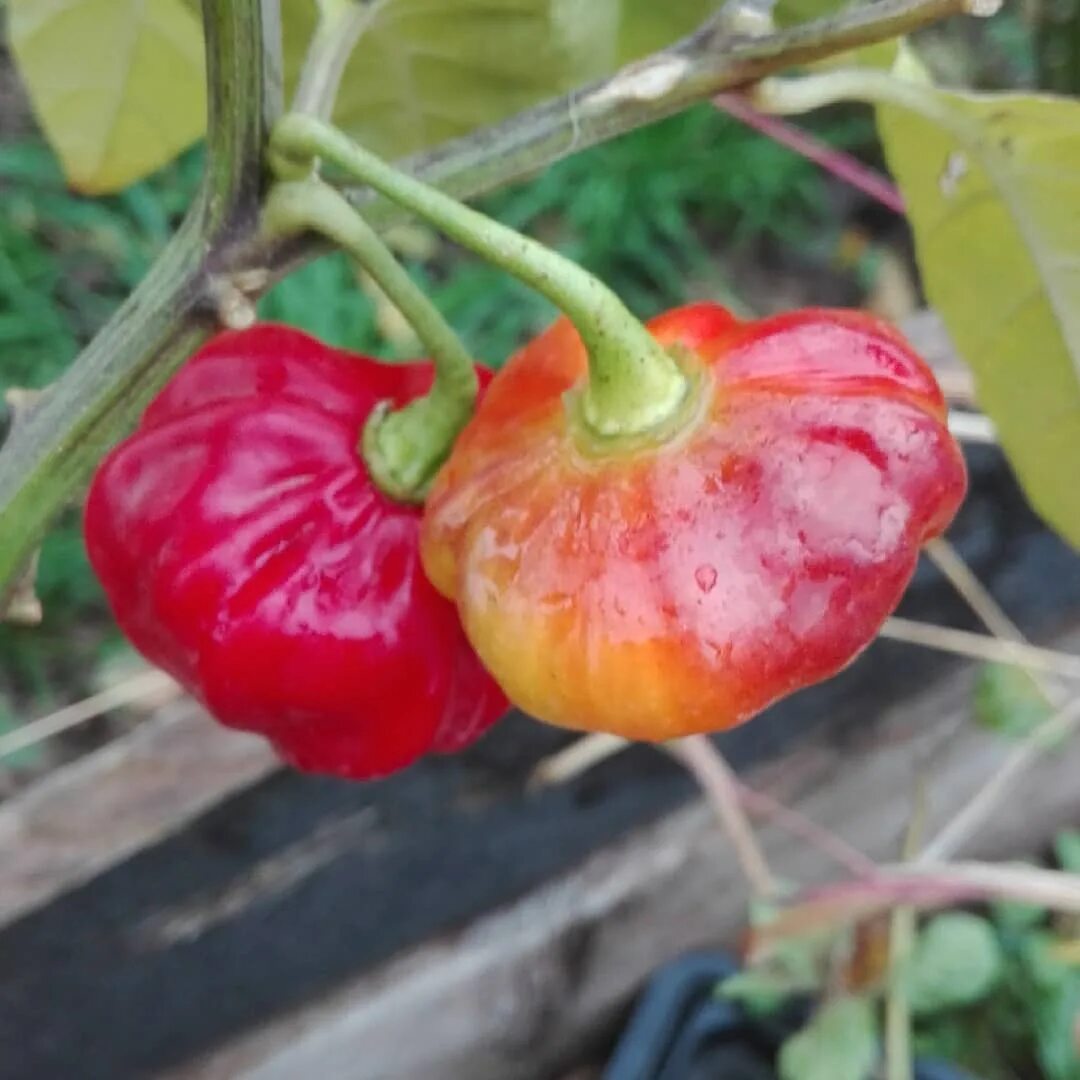 Instagram'da Valeyrac Exotics: "Aji Cachucha Purple Splotch chili...