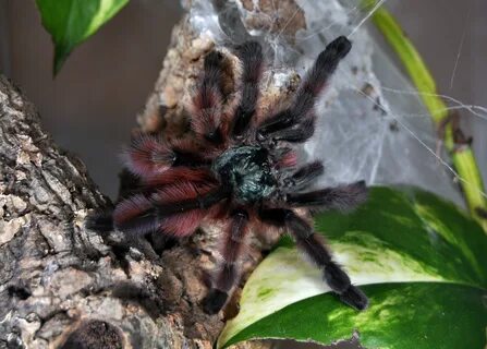 File:Caribena versicolor - juvenile - September 2014.jpg - W