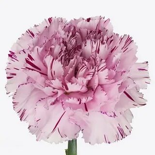 Carnation Yukari Scuro 60cm Wholesale Dutch Flowers & Floris