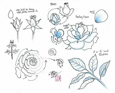 Draw Roses Dessin rose, Comment dessiner une rose, Croquis d