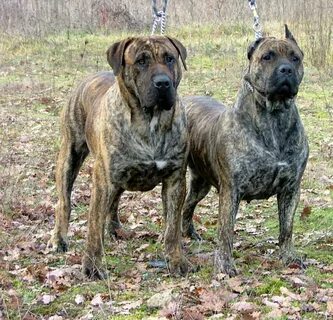 Presa Canario #spain Dog breed names, Mastiff dog breeds, La