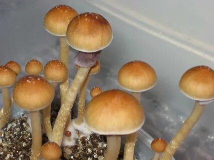 buy psychedelics products - Natural Psychedelics Pharmacy