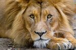 HD desktop wallpaper: Animals, Muzzle, Lion, Predator, Sight