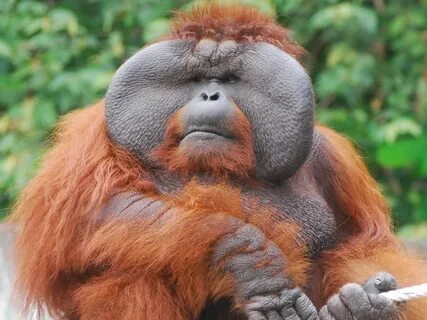 Orangutan Orangutan, Bornean orangutan, Male orangutan