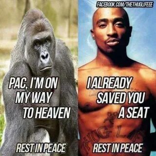 Tupac welcoming Harambe with open arms Harambe the Gorilla K