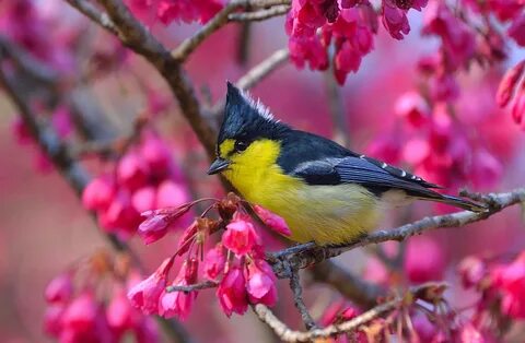 Yellow tit