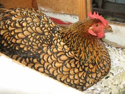 Breed Profile: Wyandotte Chicken breeds, Wyandotte chicken, 