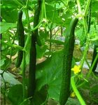 Visit to Buy Jade cucumber seeds, cucumber seeds, green frui