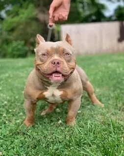 Lilac & Champagne Tri colored american bully puppies Pocket 