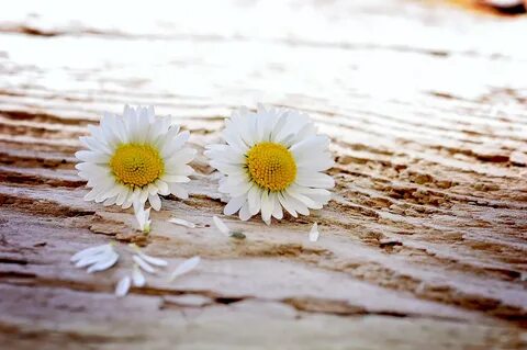 Fotoğraf : çiçek, beyaz, fotoğrafçılık, Yaprak, taçyaprağı, 
