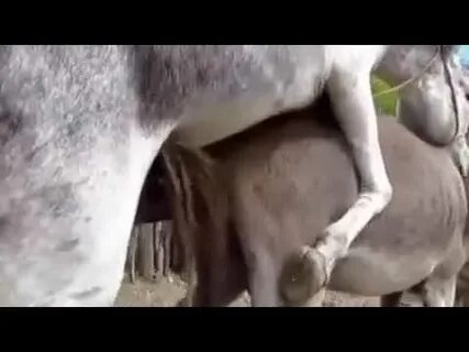 Virgin donkey first time of mating - YouTube