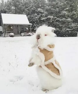 Happy Days Farm Our Sugar bunny loves the snow! #bunny #rabb